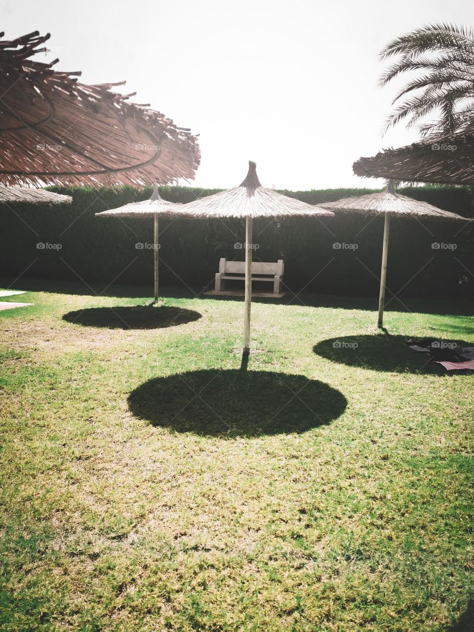 Umbrellas over grass area