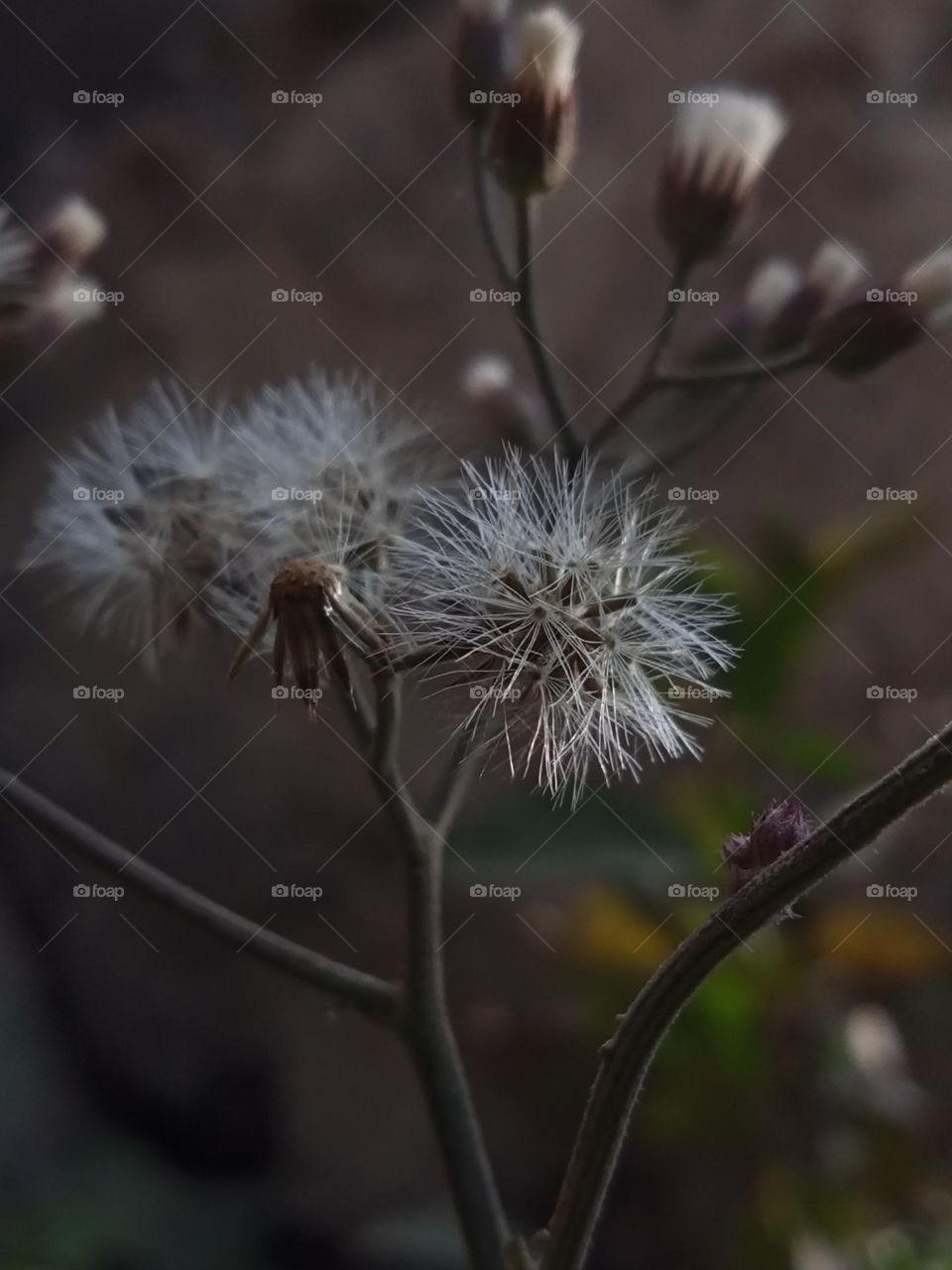 beautiful picture of a flower