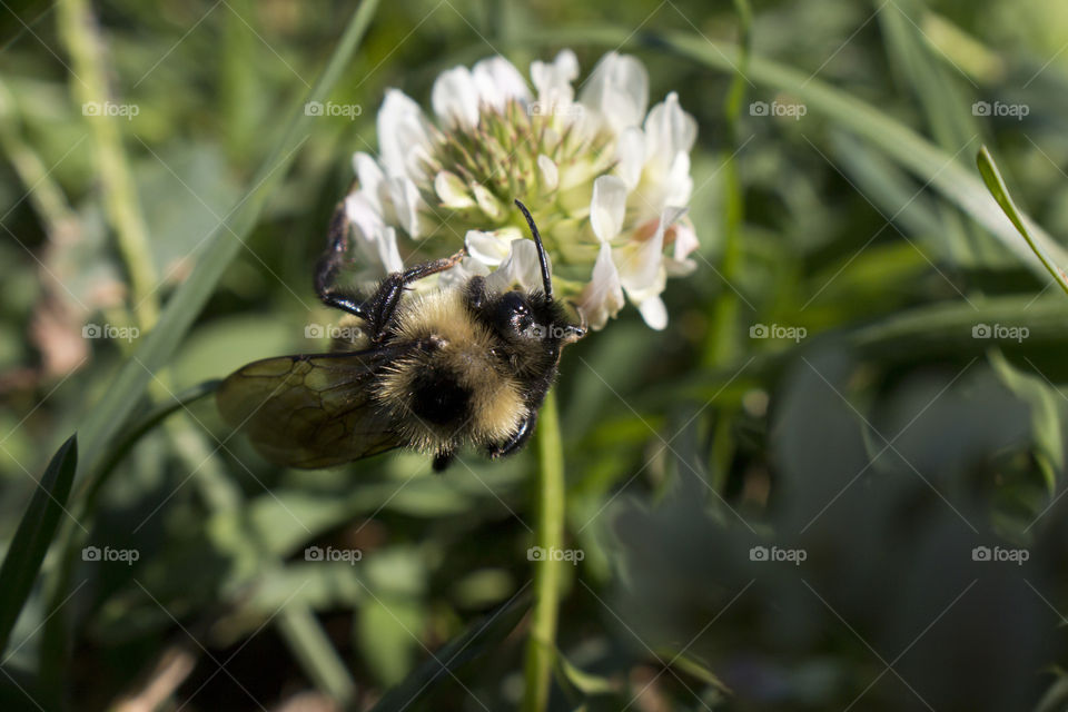 Bee feeding from a flower