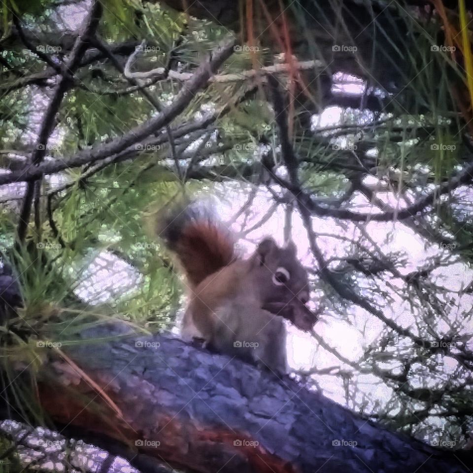 I found this squirrel in a tree just sitting and enjoying some sap off of this peiece of wood from the tree.