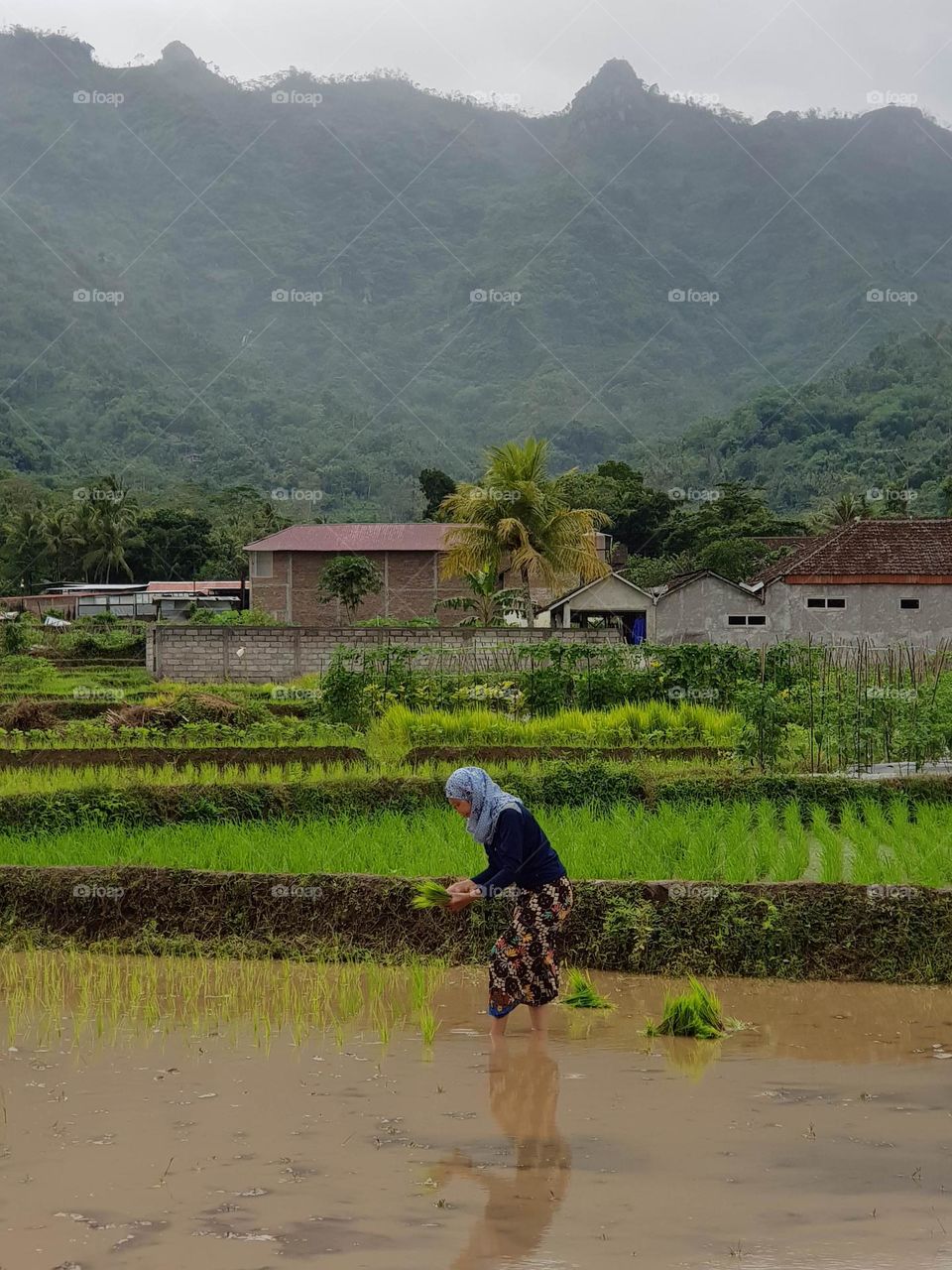 Planting Paddy