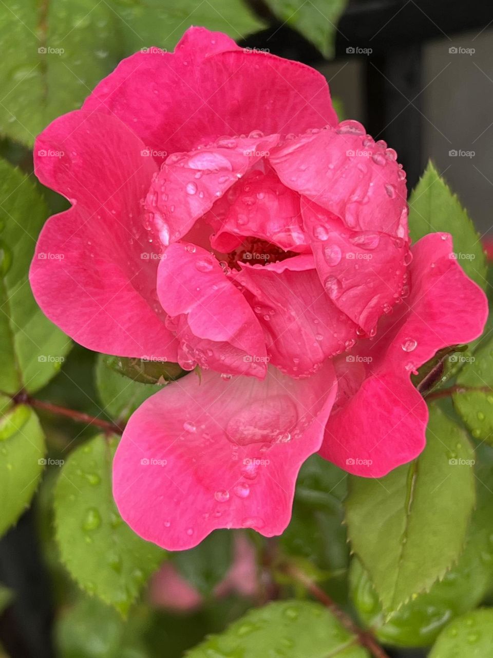 Raindrops on pink flower