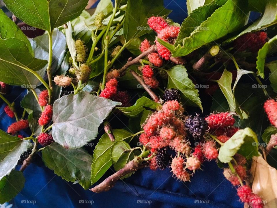 I dont know if this is red or blackberries🤔