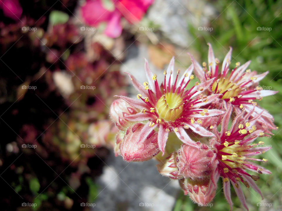 Special succulente blomming top of flore sélective focus from high angle