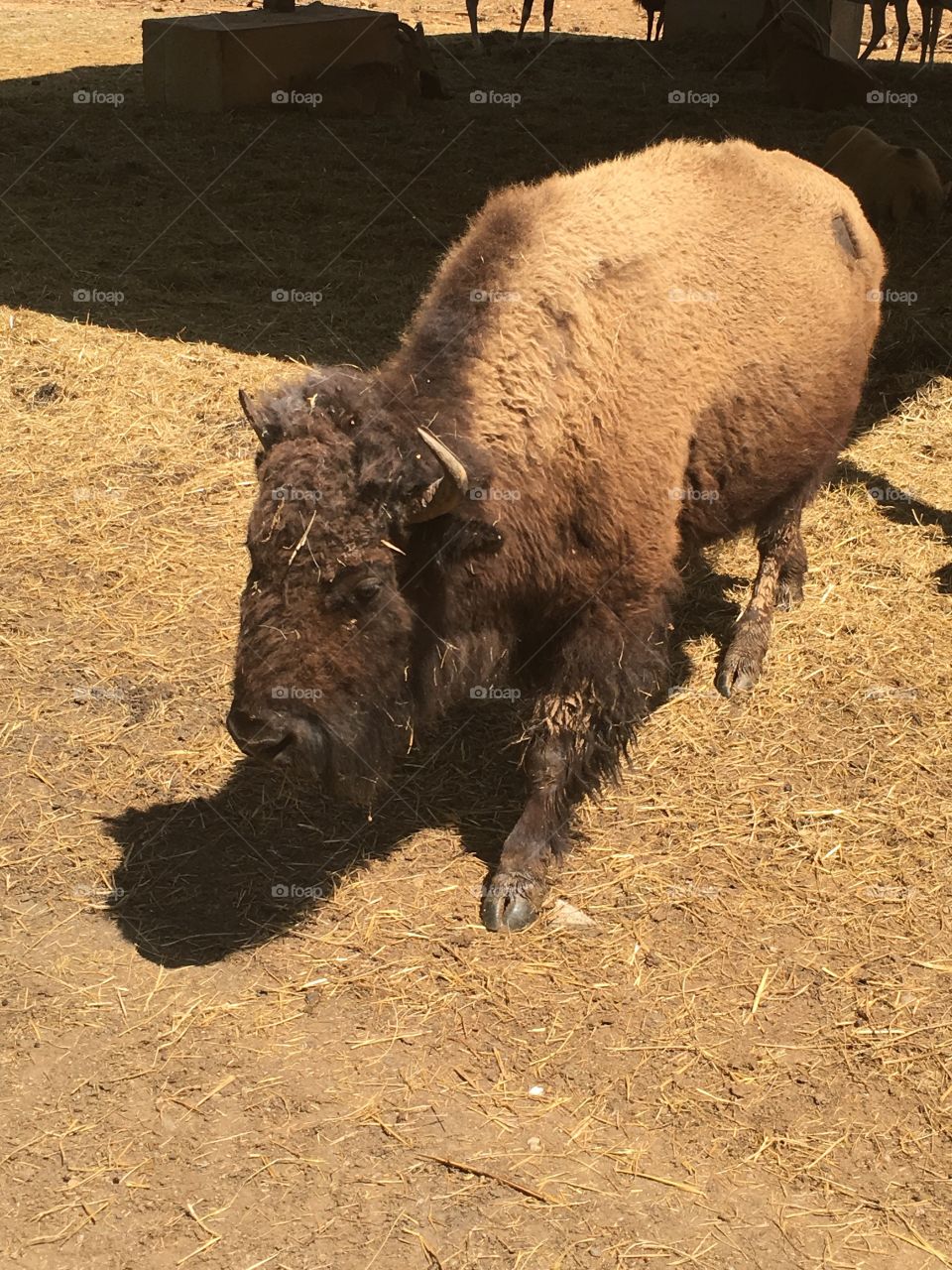 It's a bison!