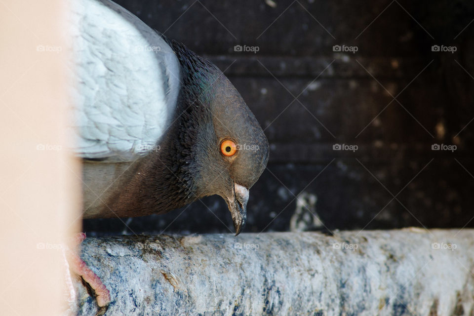 Pigeon