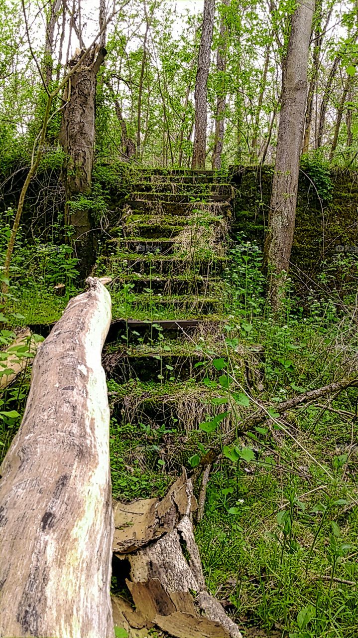 Mossy Steps