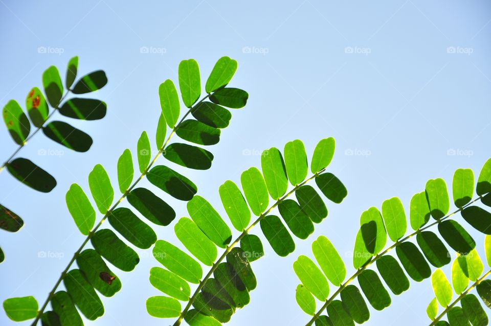 Green leaves on a sky background. Tamarind leaves.