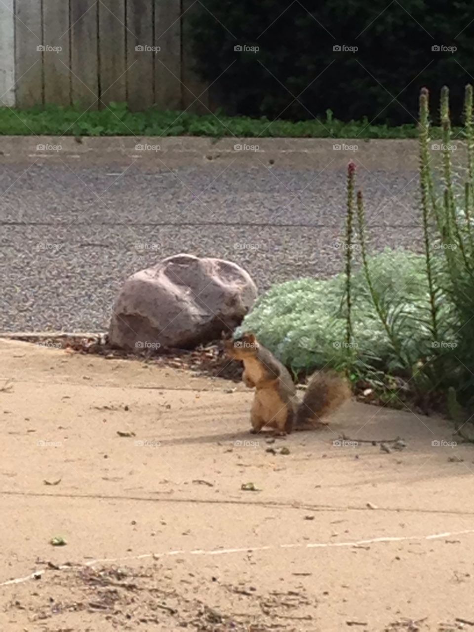 Squirrel on driveway