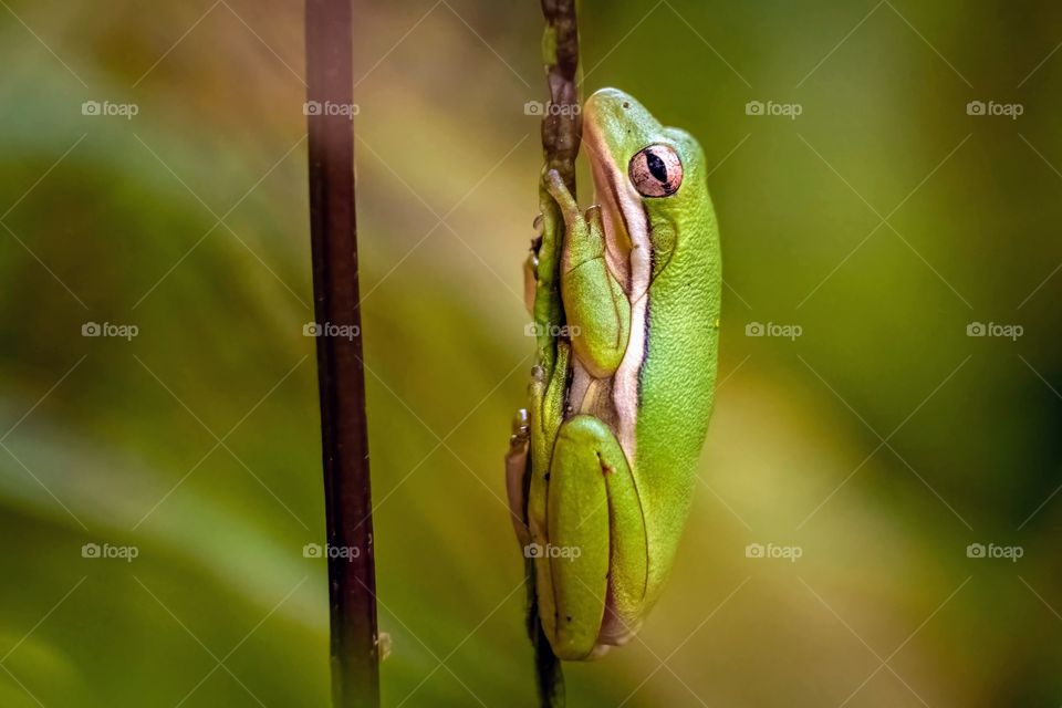 Sometimes, we all need a nice slender leaf to cling to. Green Tree Frog. Raleigh, North Carolina. 