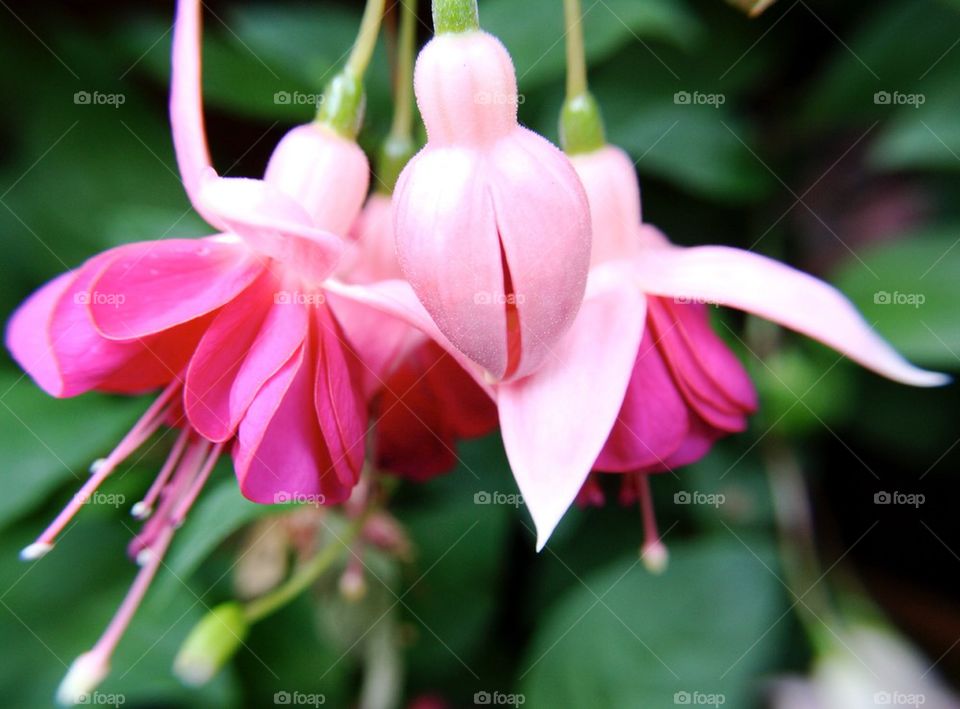 Fuchsias 