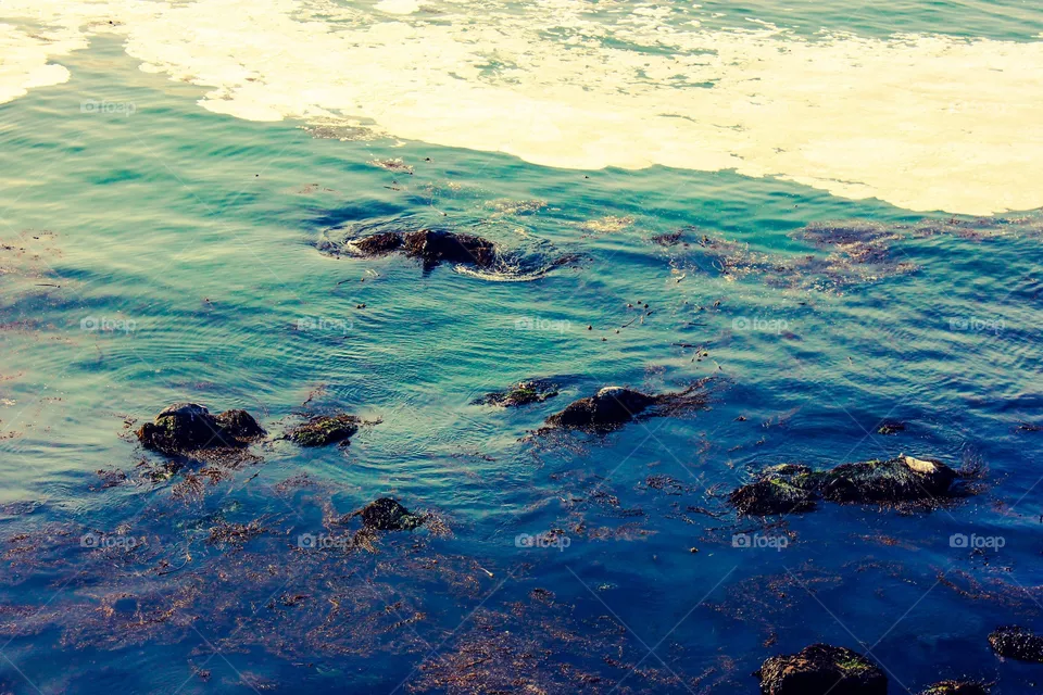 Sea 