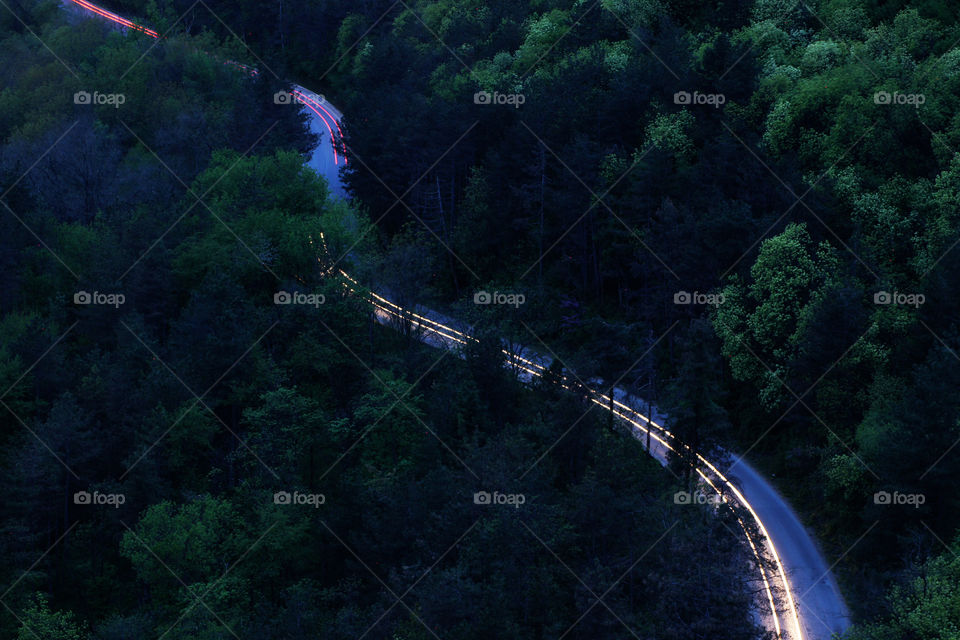 Road through the woods