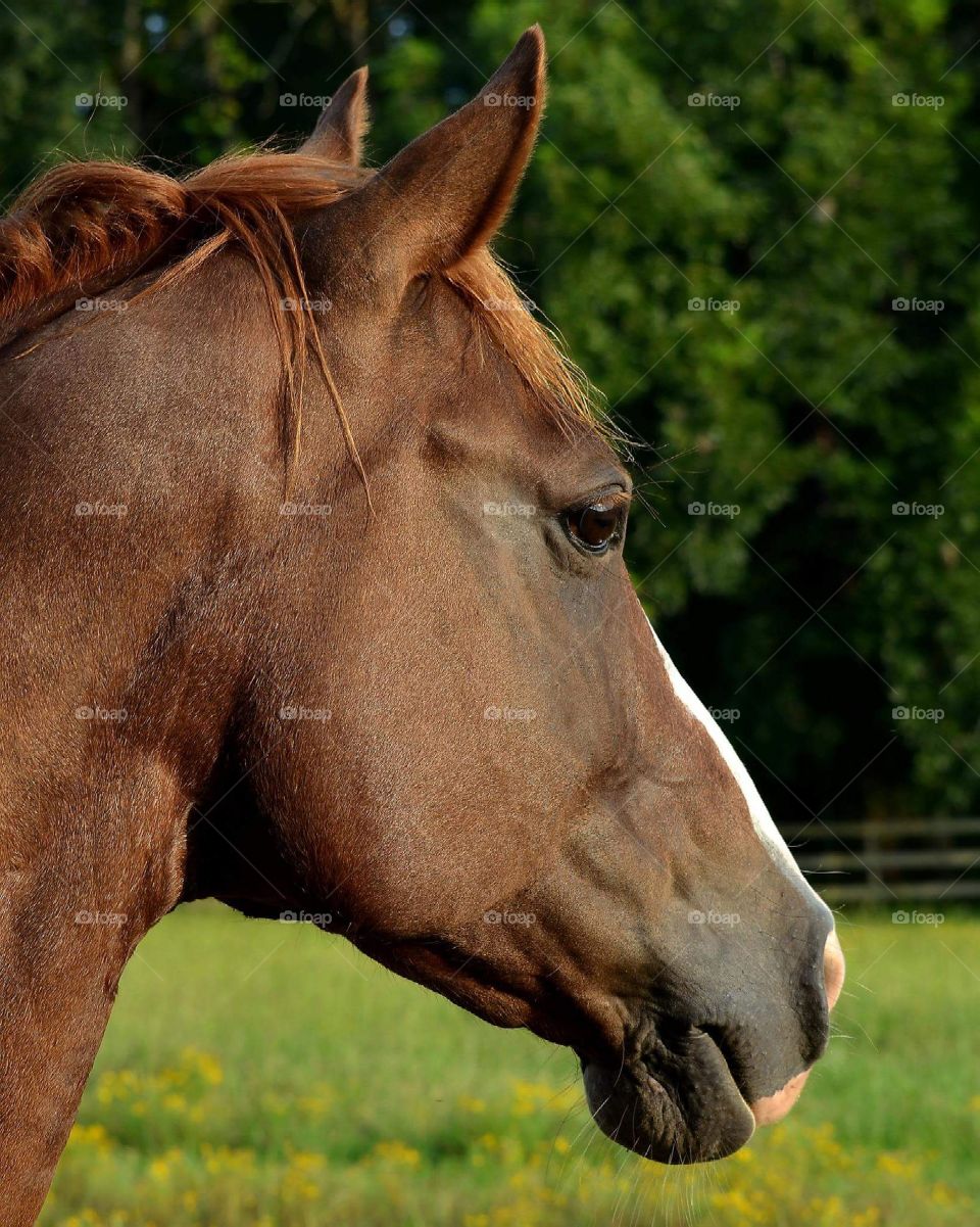 quarter horse