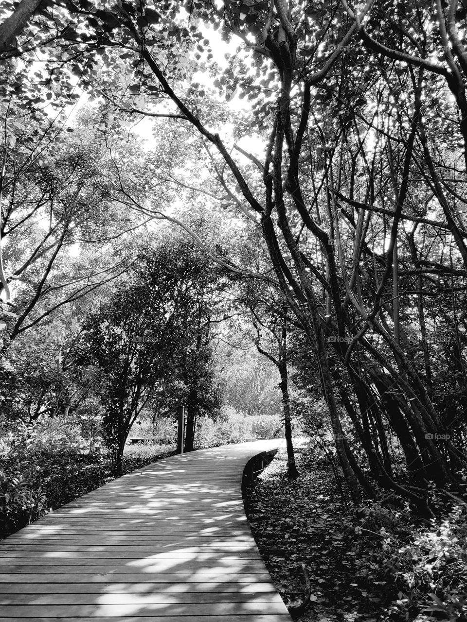 Path with trees at Hong Kong Wetland Park