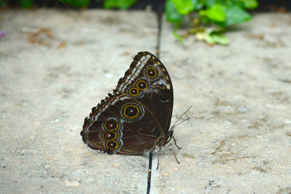 Butterfly in sanctuary