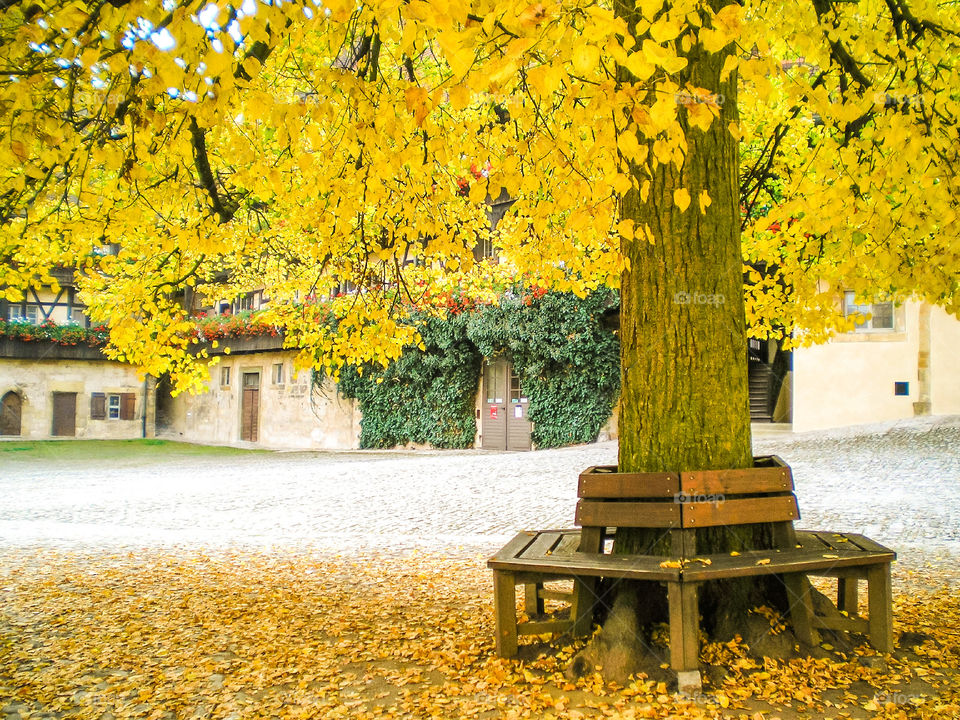 Hofhaltung Bamberg, Herbststimmung, um einen Lindenbaum mit gelben Blättern steht eine Bank auf einem Hof mit Pflastersteinen