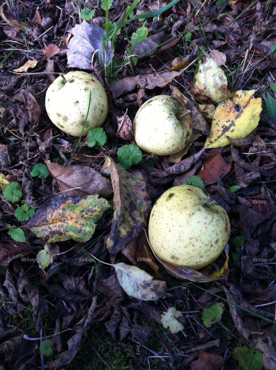 Yellow apples in the leaves