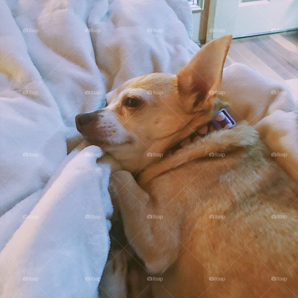 Chihuahua chilling on the bedsheets 