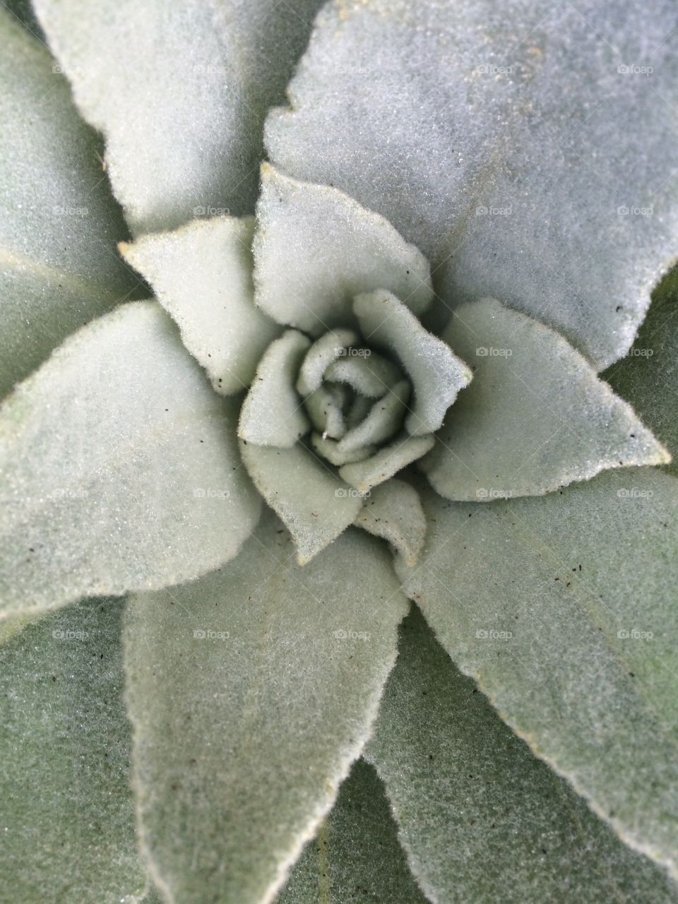 Mullein 
