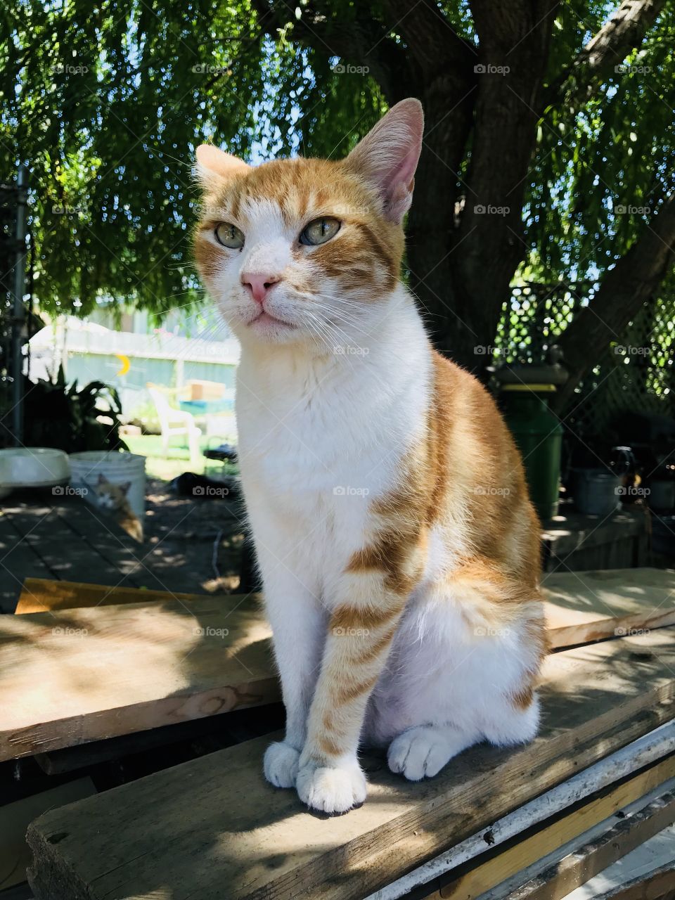 Relaxing in the backyard 