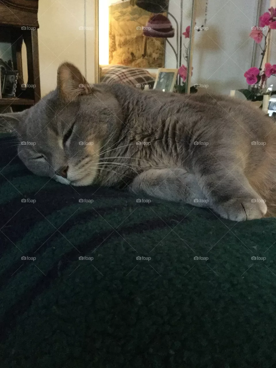 Cat, Mammal, Pet, One, Kitten