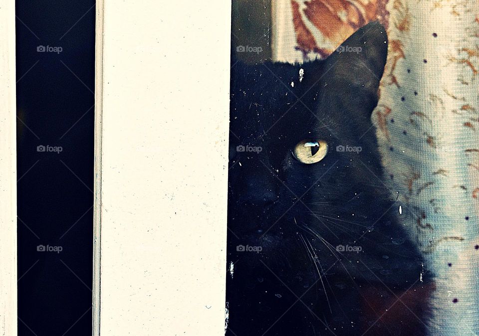 A black cat in the window