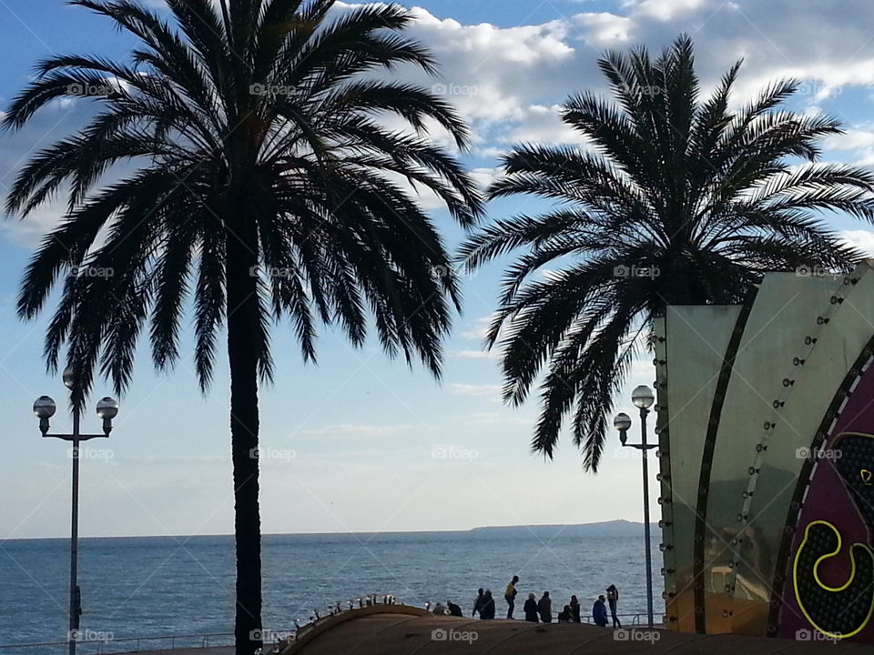 Palm Trees. Vacation in Nice,  France