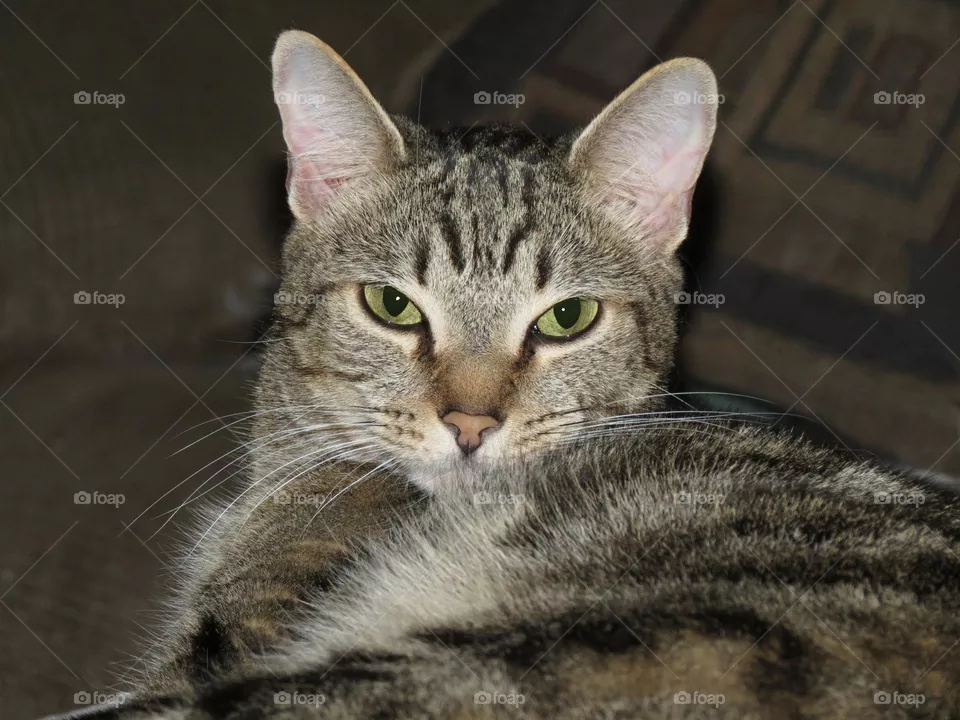 Staring cat