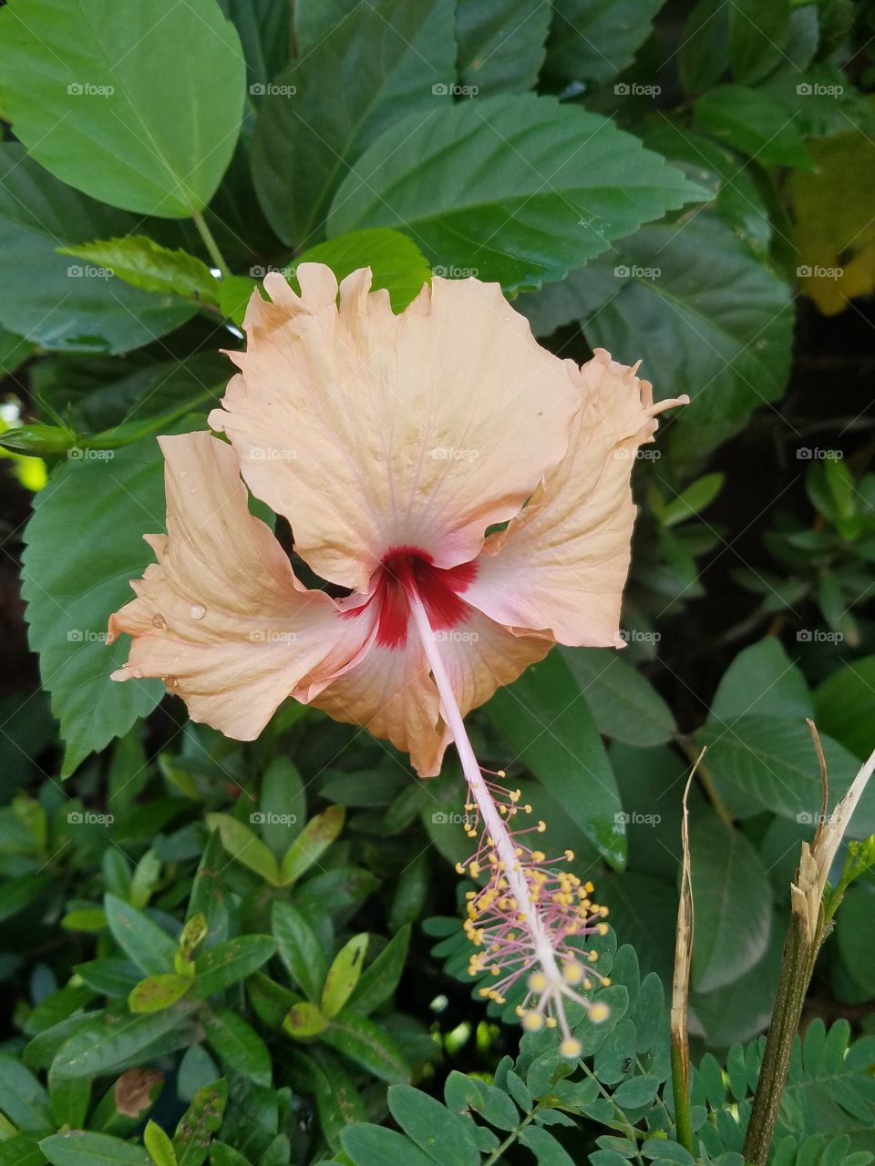 Hybiscus flower