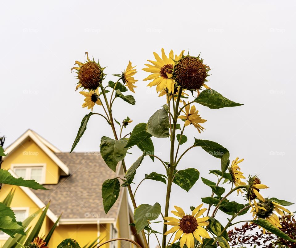 Wilted sunflowers lose their petals during the fall