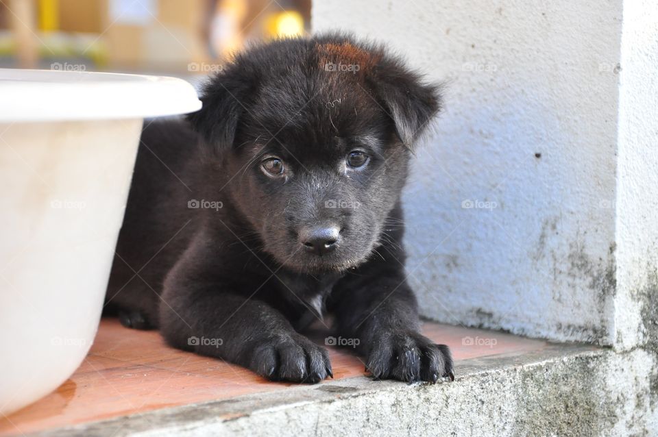 The cute black dog puppy sitting looking right at you. Pity black puppy. 