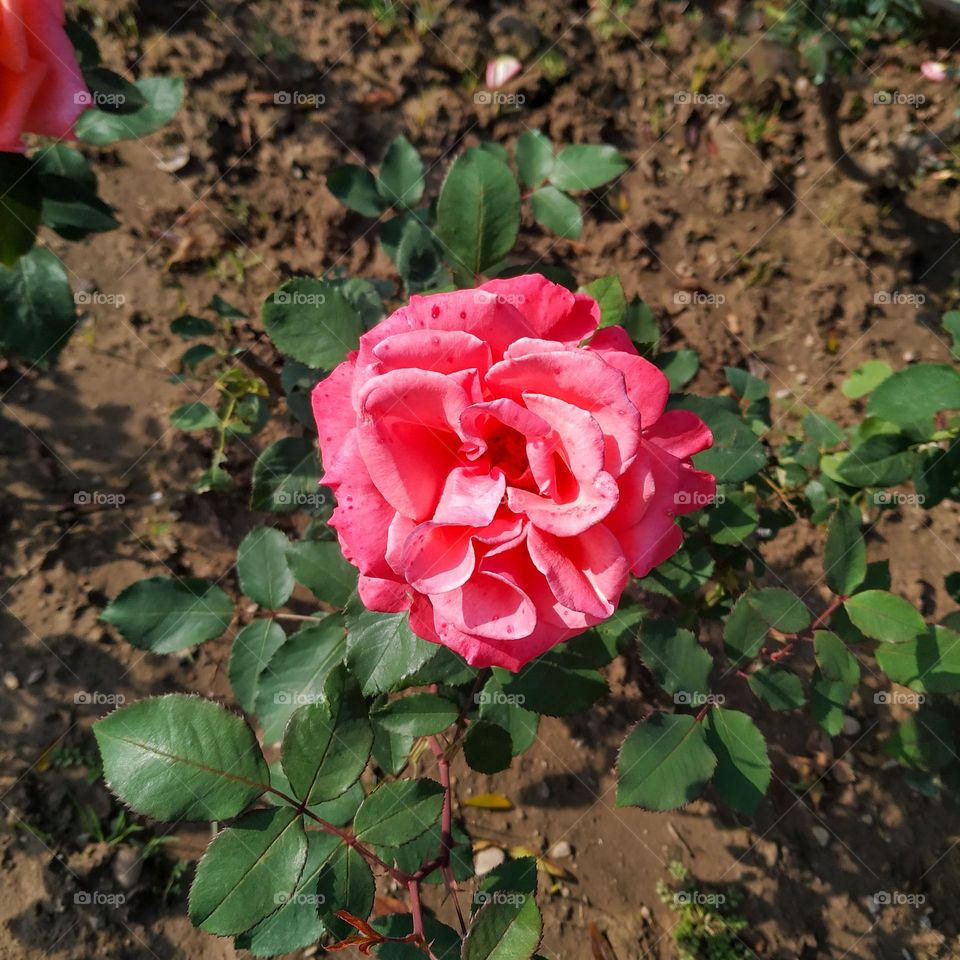 A beautiful rose