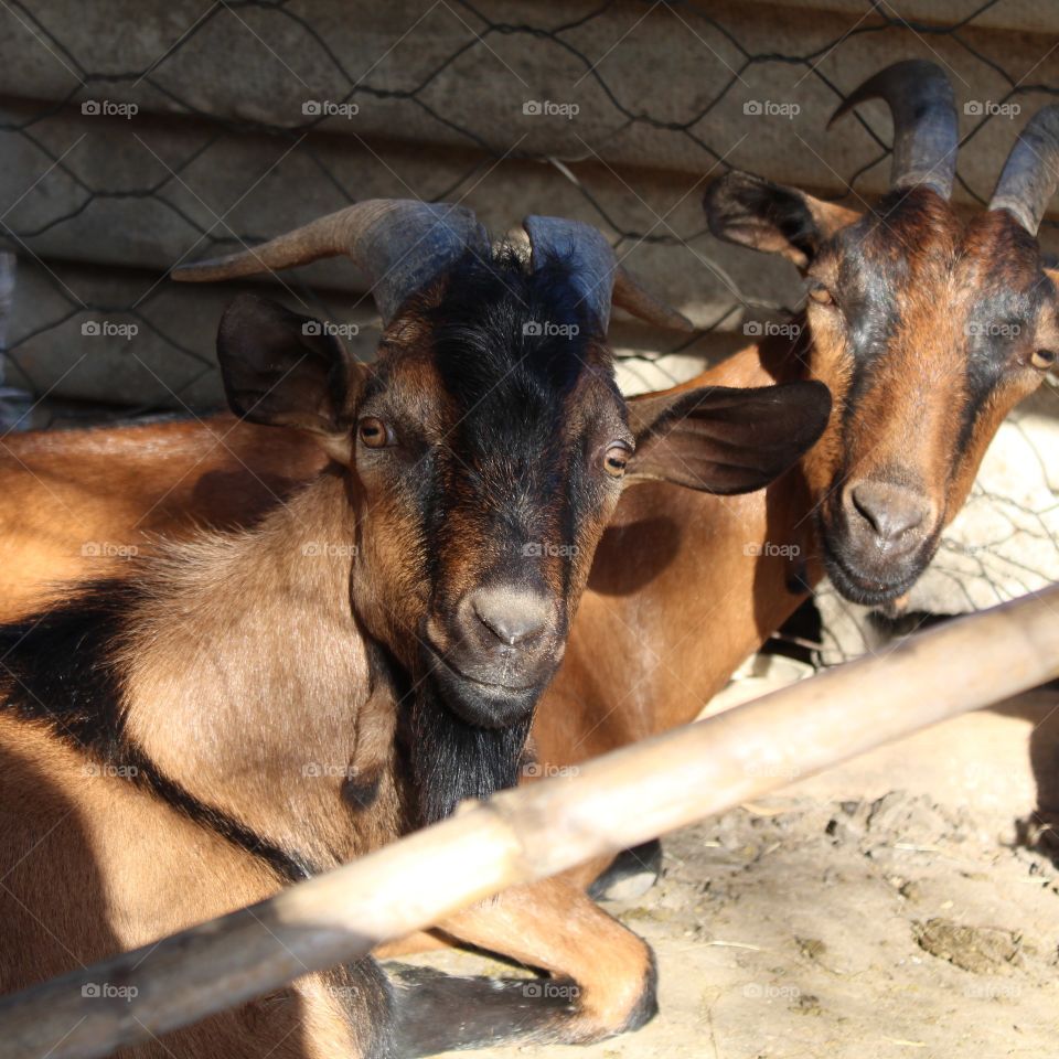 Two beautiful Goats in the farmhouse