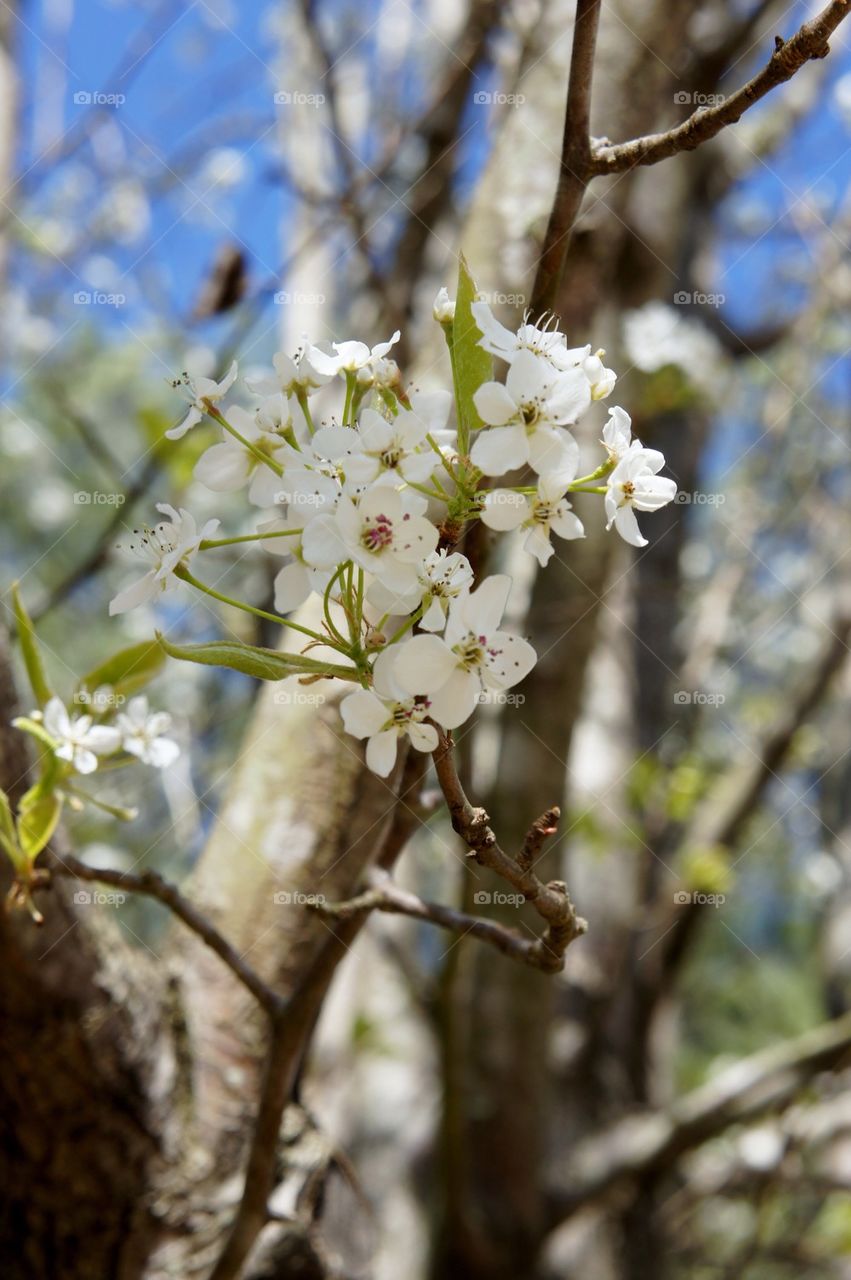 Flowers blooming in springtime