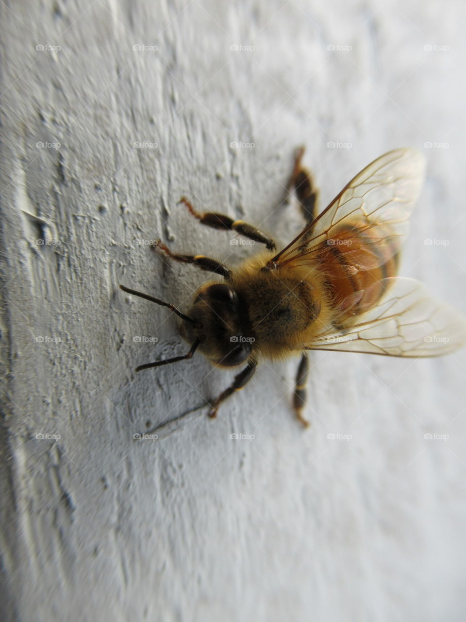 Bee