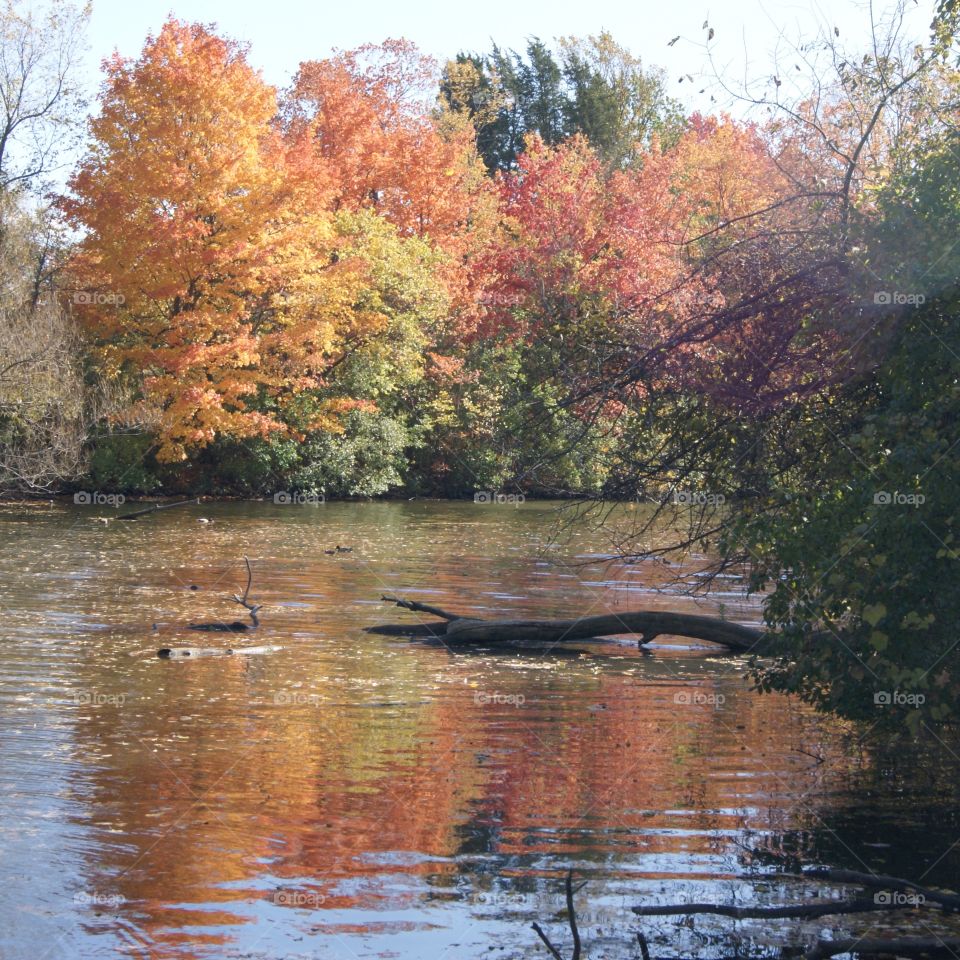 Fall in Michigan