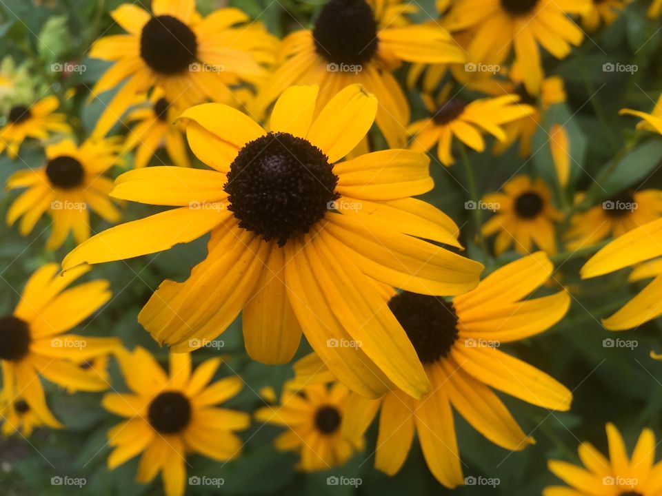 Black eye Susan 