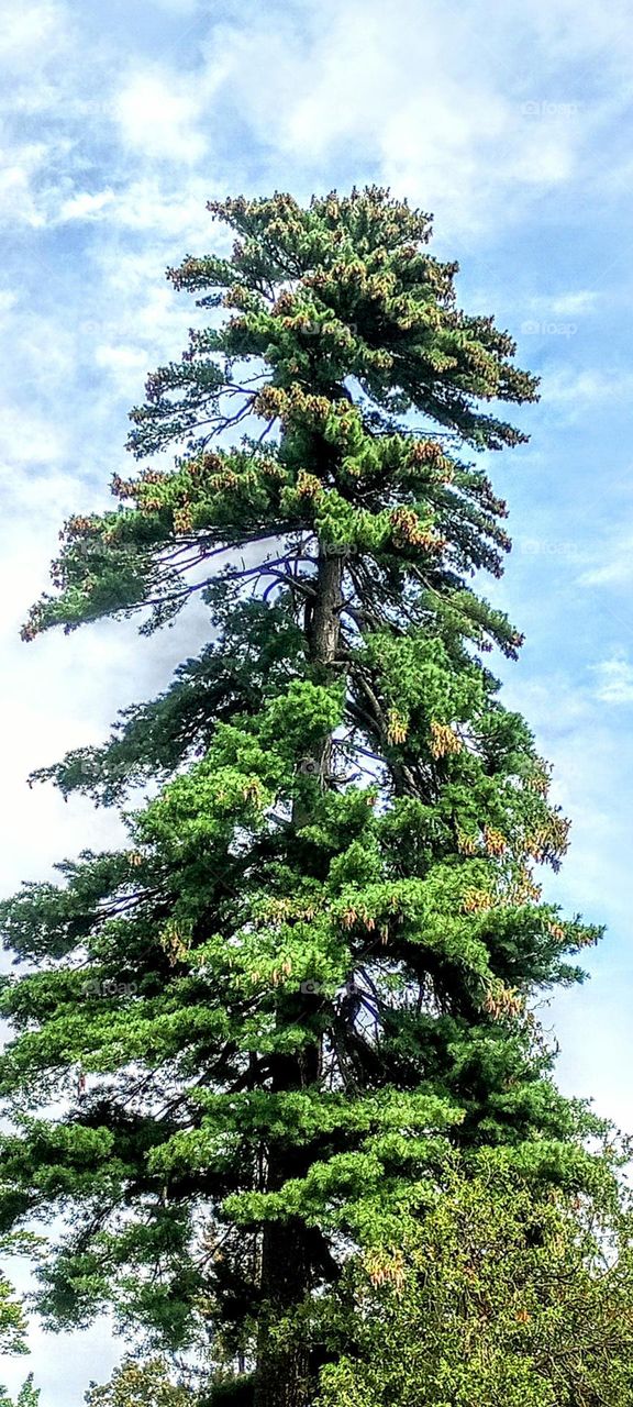 Skyscraper Tree