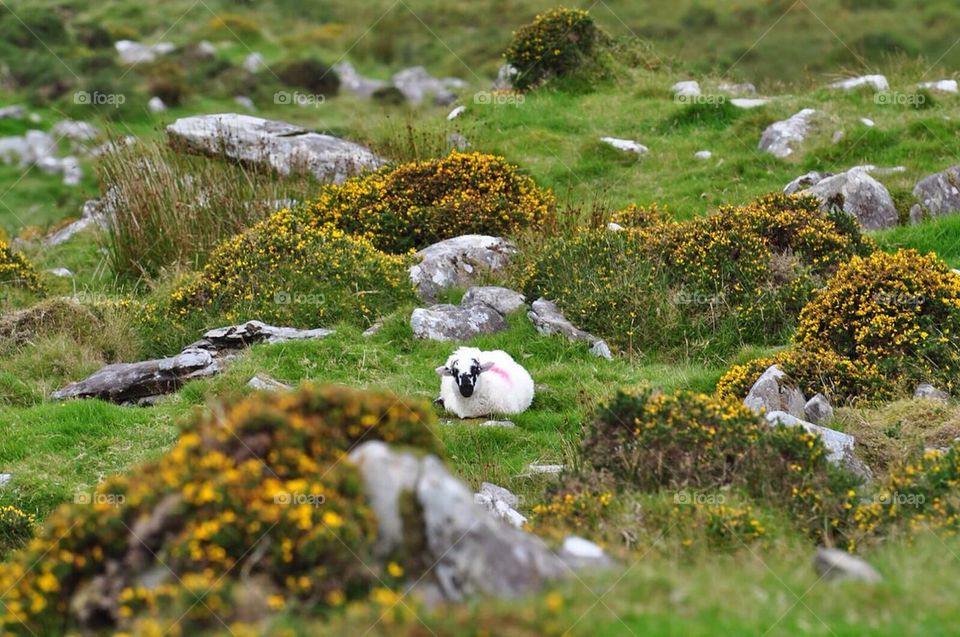 Sheep in field