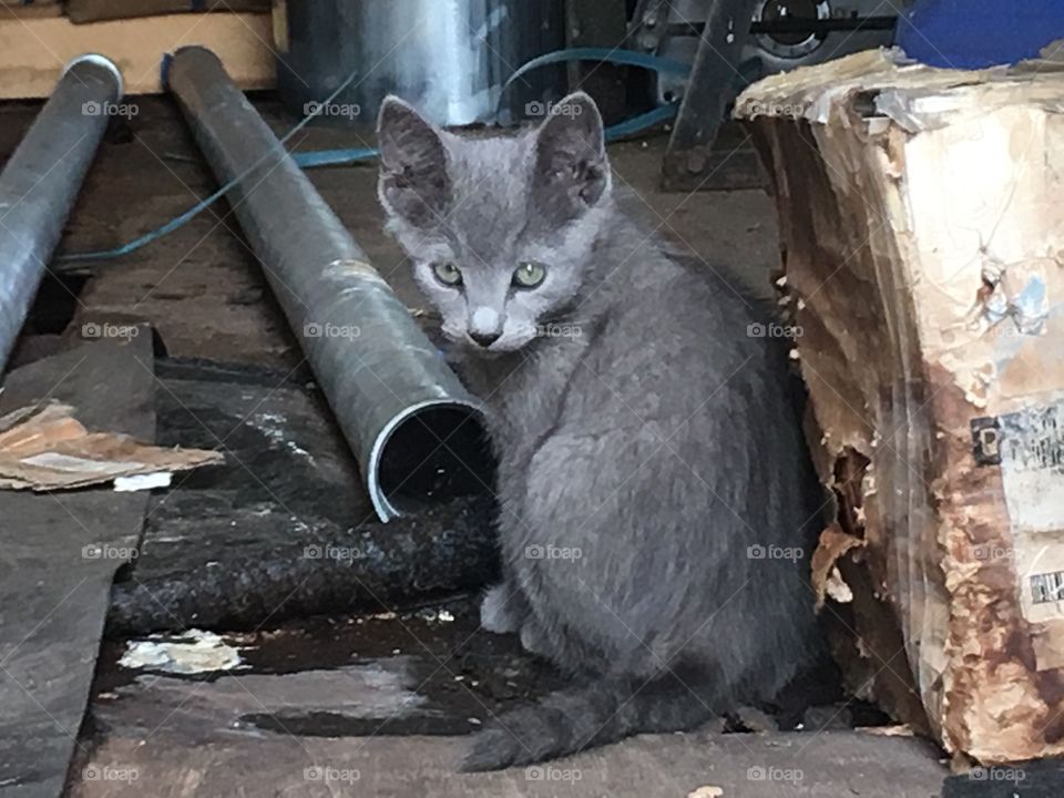 Beautiful regal stray kitten in construction yard