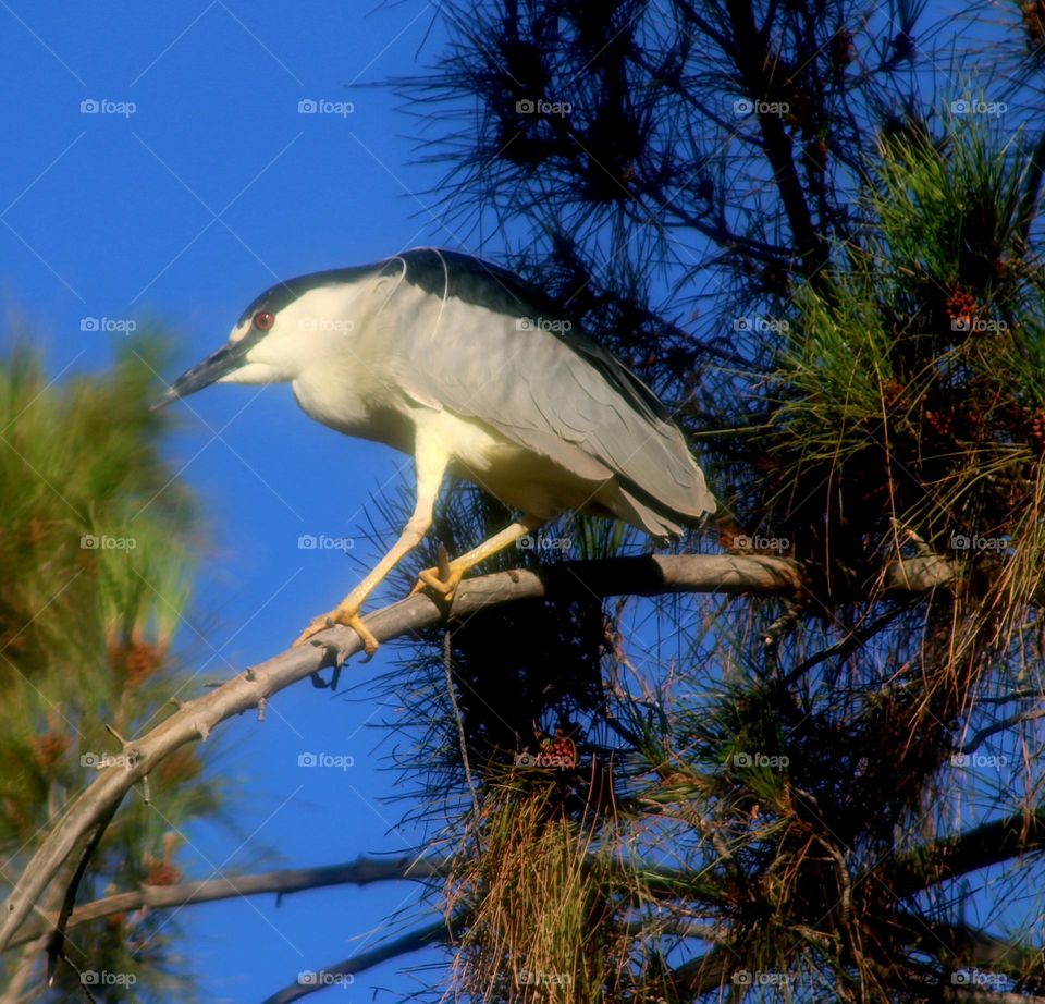 Black-crowned Night Heron in Pine Tree
