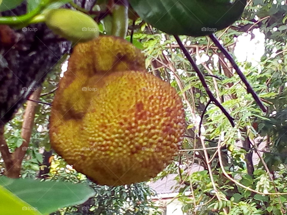 Jackfruit