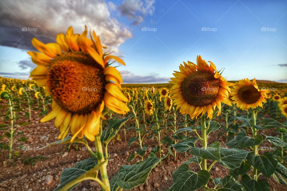 Girasoles