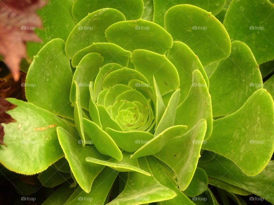 What the pots contain