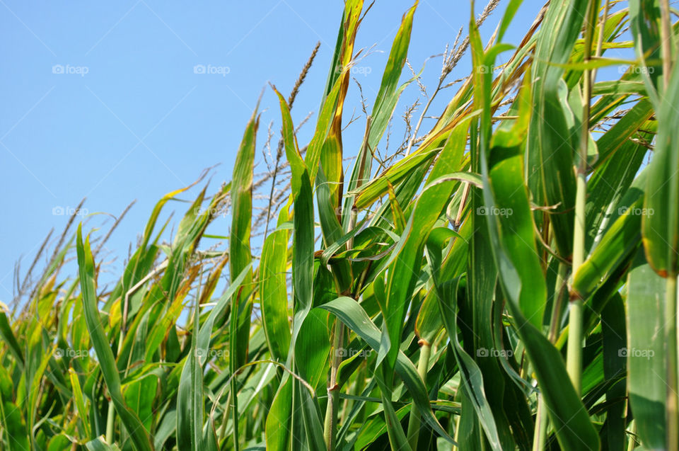 green yellow brown agriculture by refocusphoto