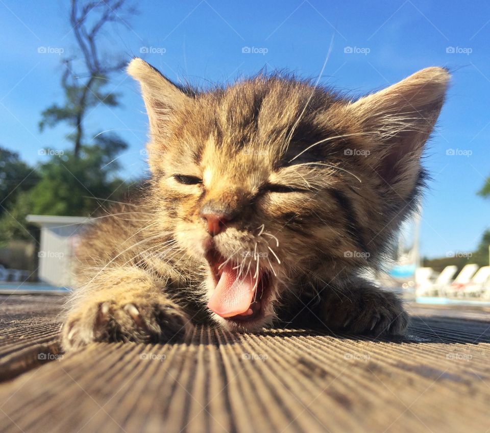 Close-up of a sleepy kitten