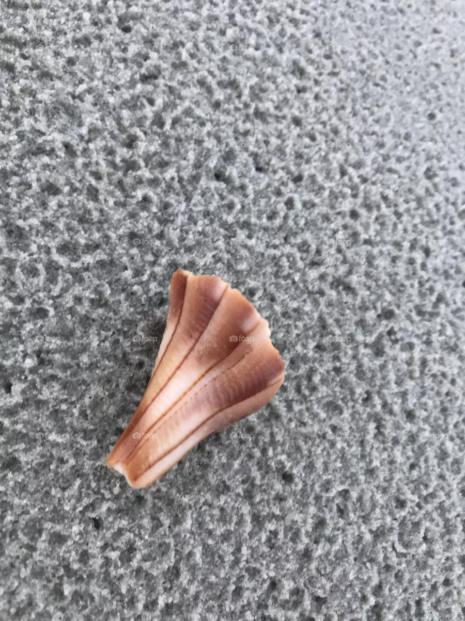 I see seashell on the seashore 