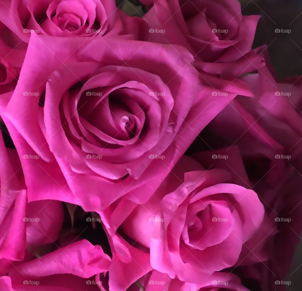 Pink Roses