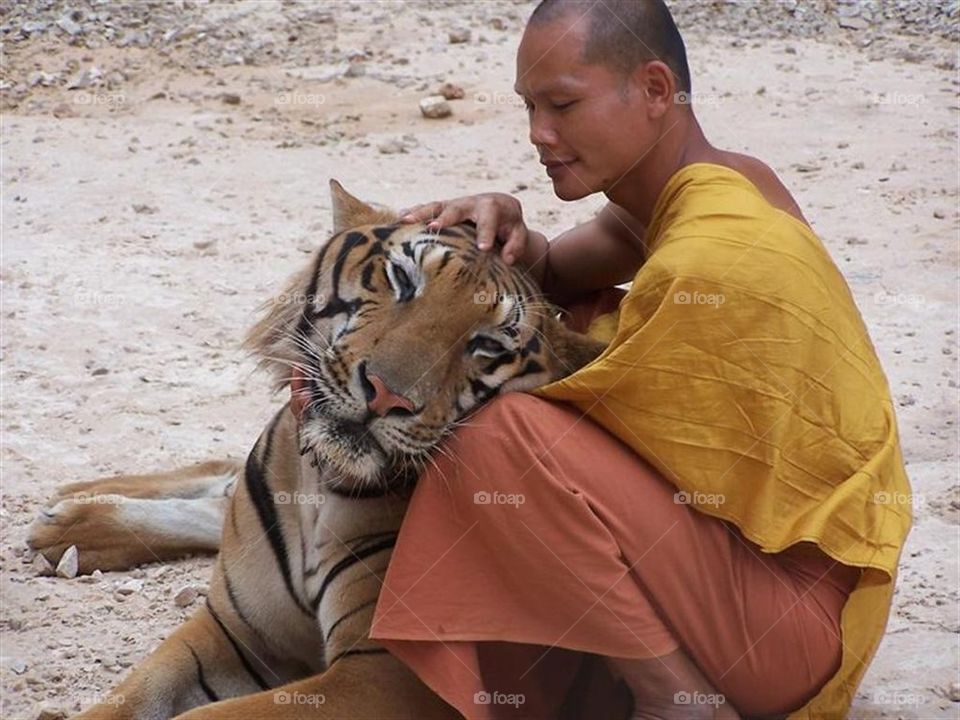 Monk and tiger